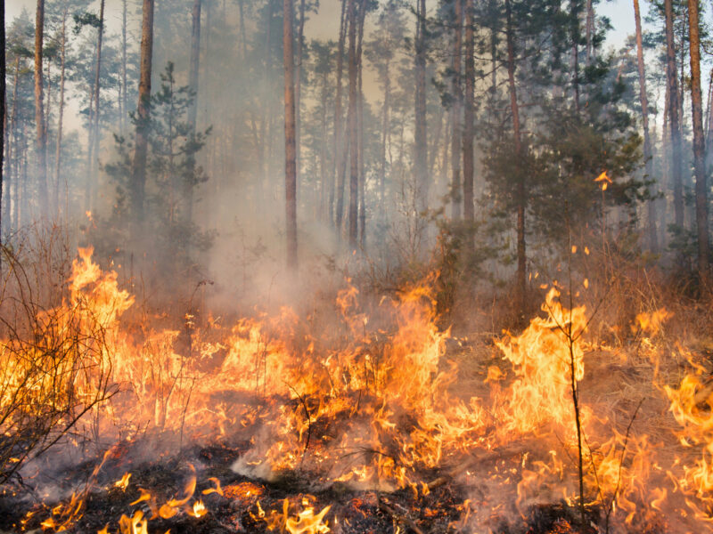 Protect Your Denver Rental Property with Firewise USA® Standards